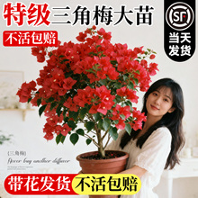 高端三角梅盆栽带花重瓣花卉漳红樱老桩四季绿樱树苗室内阳台植物