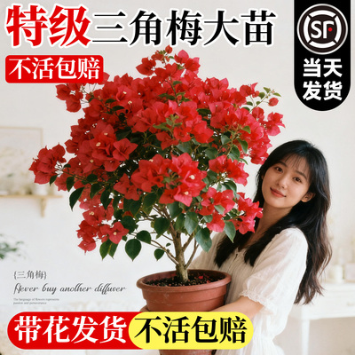 【高端三角梅】特级带花不活包赔