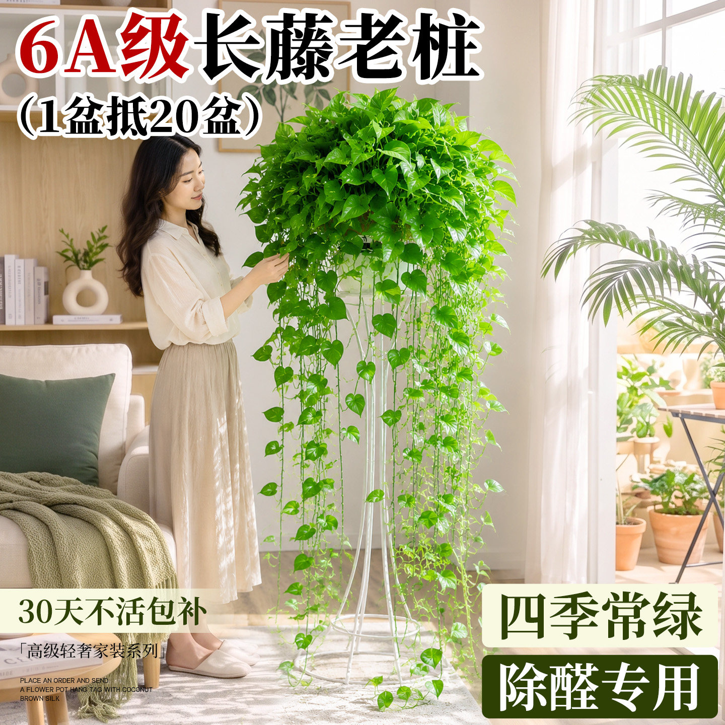 绿萝长藤款盆栽绿植室内客厅净化空气吸甲醛垂吊大叶植物新房家用