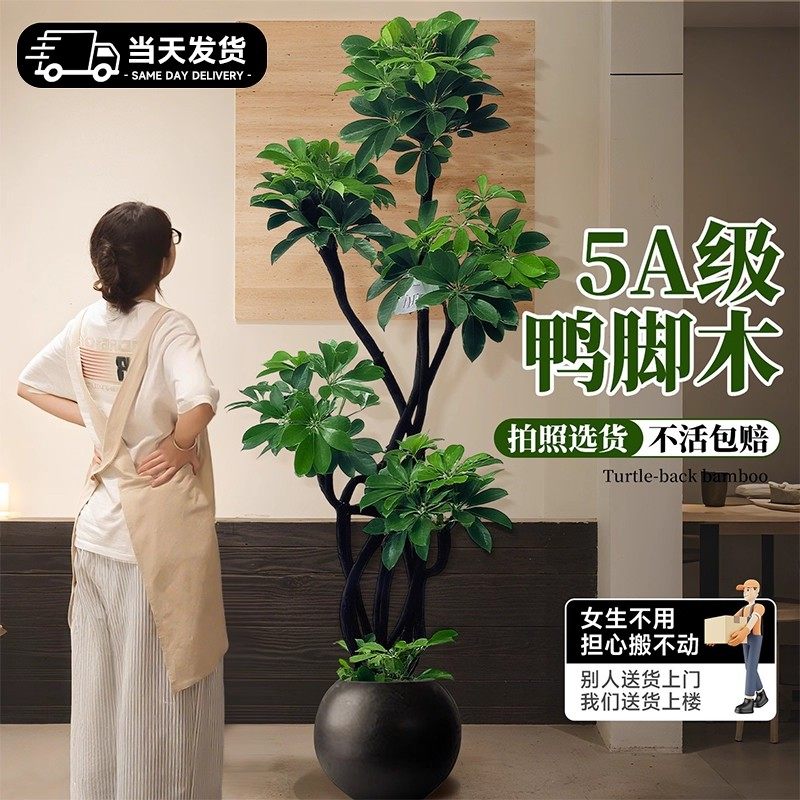 鸭脚木客厅大盆栽绿植四季常青