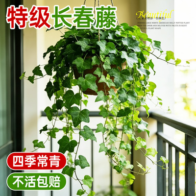 精品常春藤垂吊挂壁款植物园精选