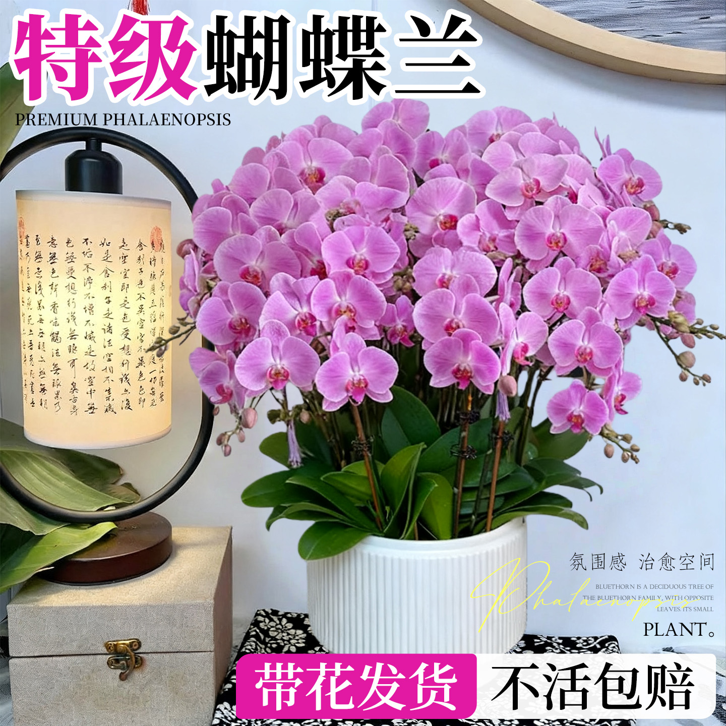 特级蝴蝶兰盆栽带花发货不活包赔