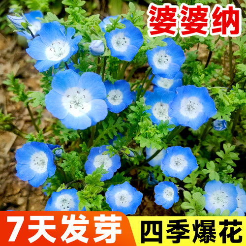 【包发芽】婆婆纳花种子四季开花