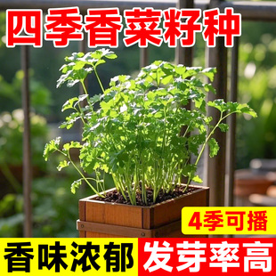 香菜籽种四季阳台种子本地根苗小叶大叶高产秧种苗蔬菜种菜籽菜苗