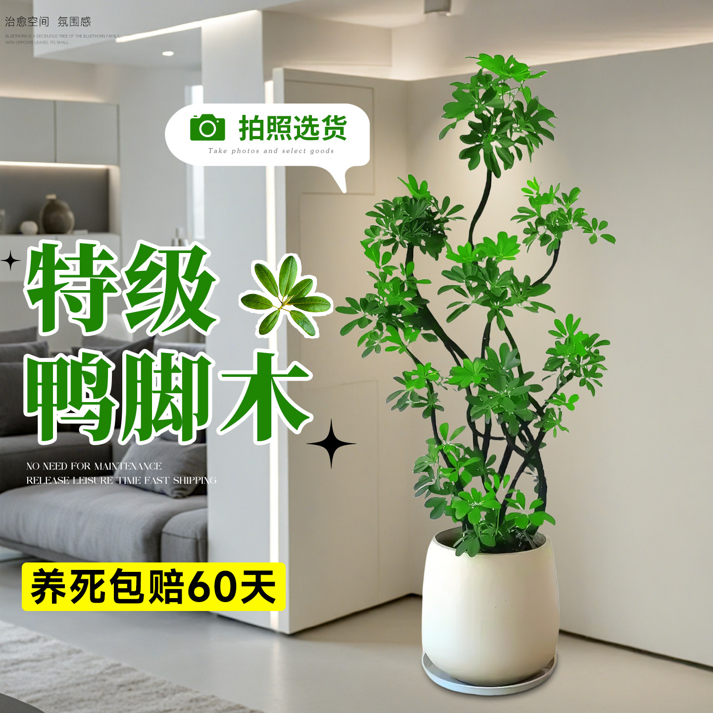 鸭脚木客厅大盆栽鸭掌木鹅掌柴招财树绿植八方来财高级感大型绿植