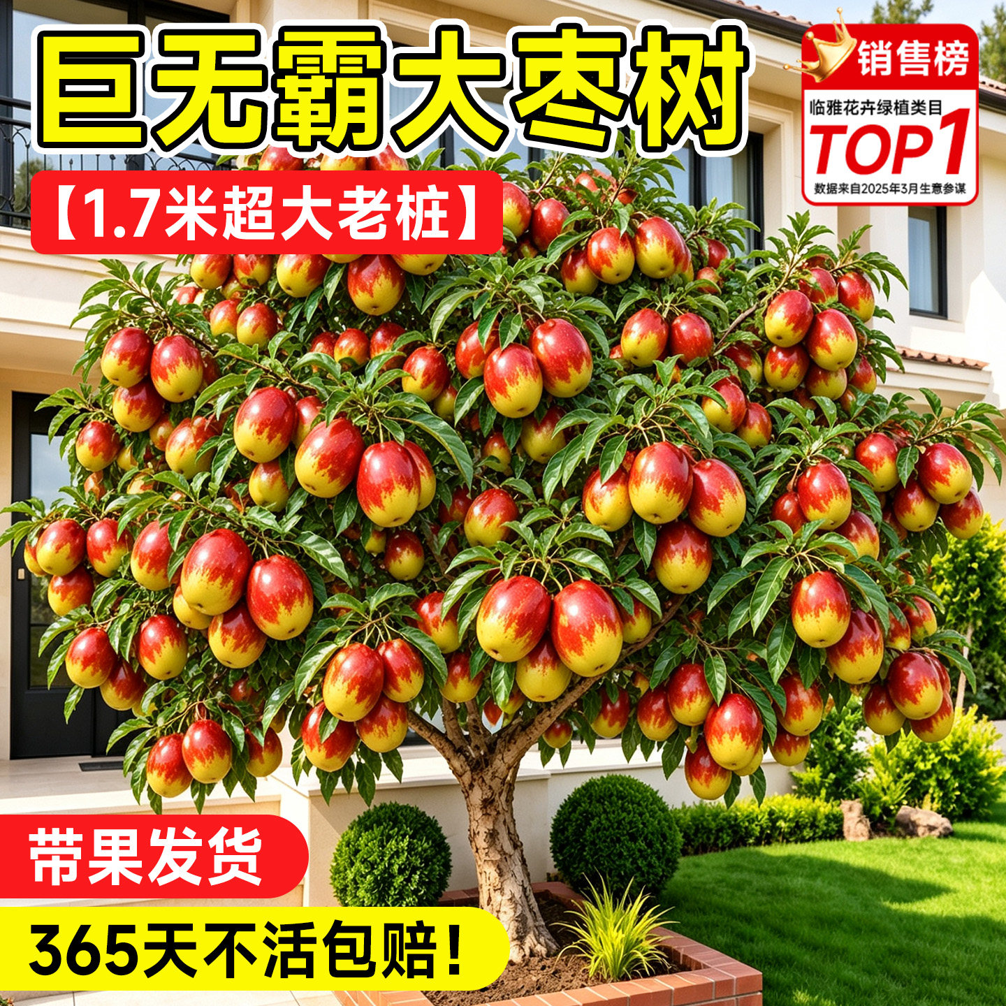 枣树树苗带果老桩冬枣蟠枣葫芦冰糖枣超甜特大号南北方带土球好养