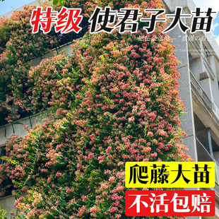 使君子爬藤植物大苗室内外重瓣大花庭院阳台四季常绿驱蚊花卉绿植