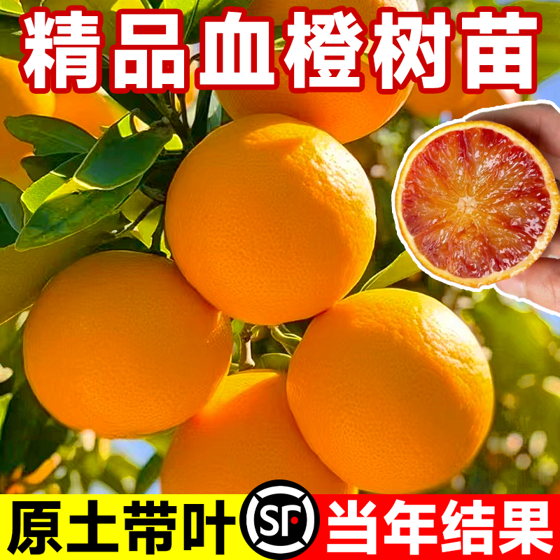 血橙果苗橙子树苗当年结果