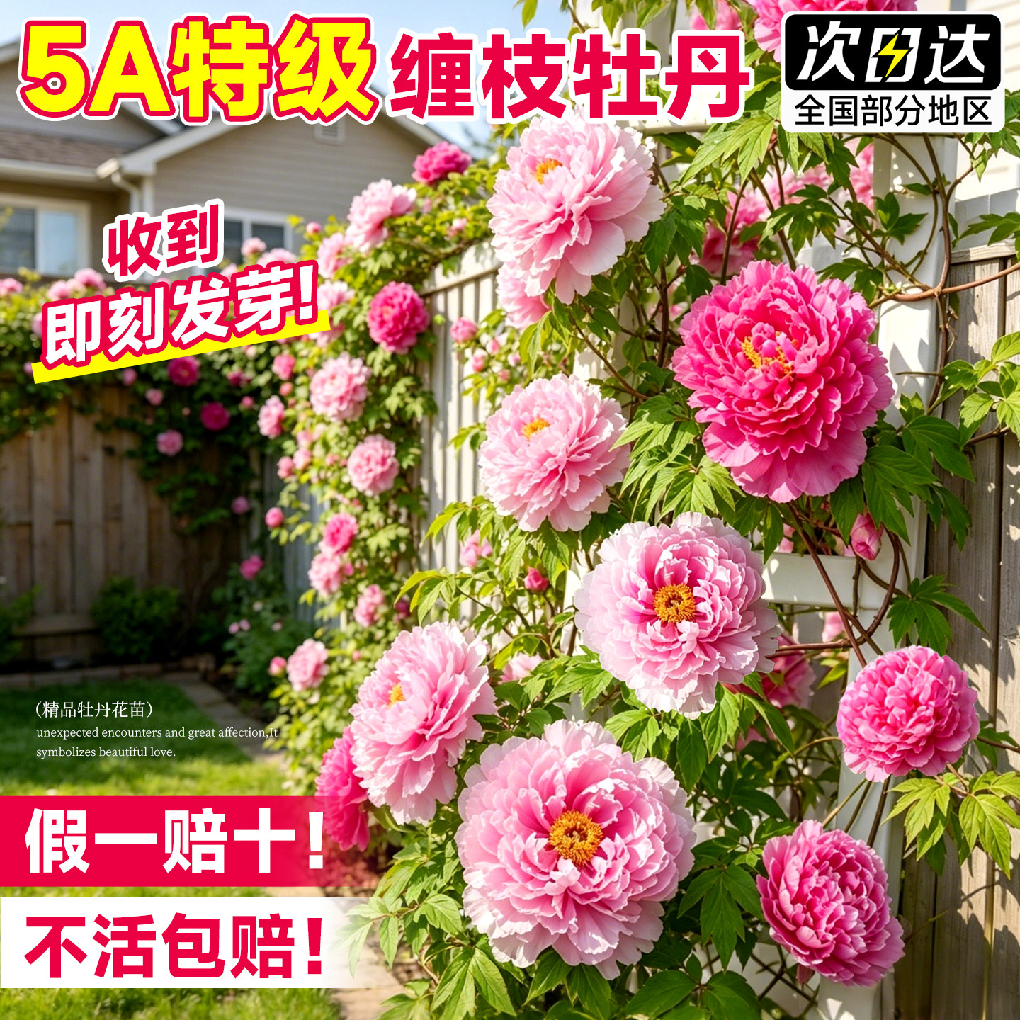 缠枝牡丹花耐寒耐热多年生宿根藤蔓花根春化芽根带芽种根重瓣花苗