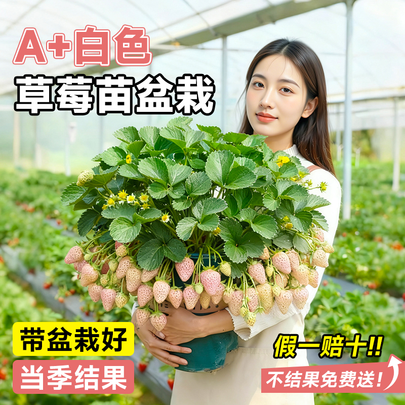 草莓苗盆栽奶油越雪妃特大号种苗