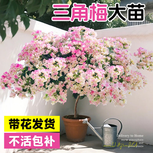 【带花发货】三角梅大苗盆栽