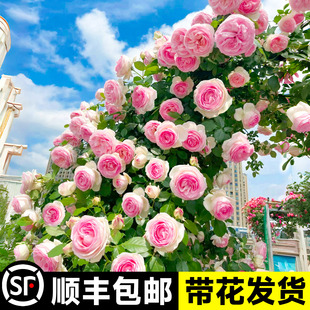 爬藤月季多季开花不断母系大苗蔷薇花苗花树爬墙庭院植物盆栽花卉