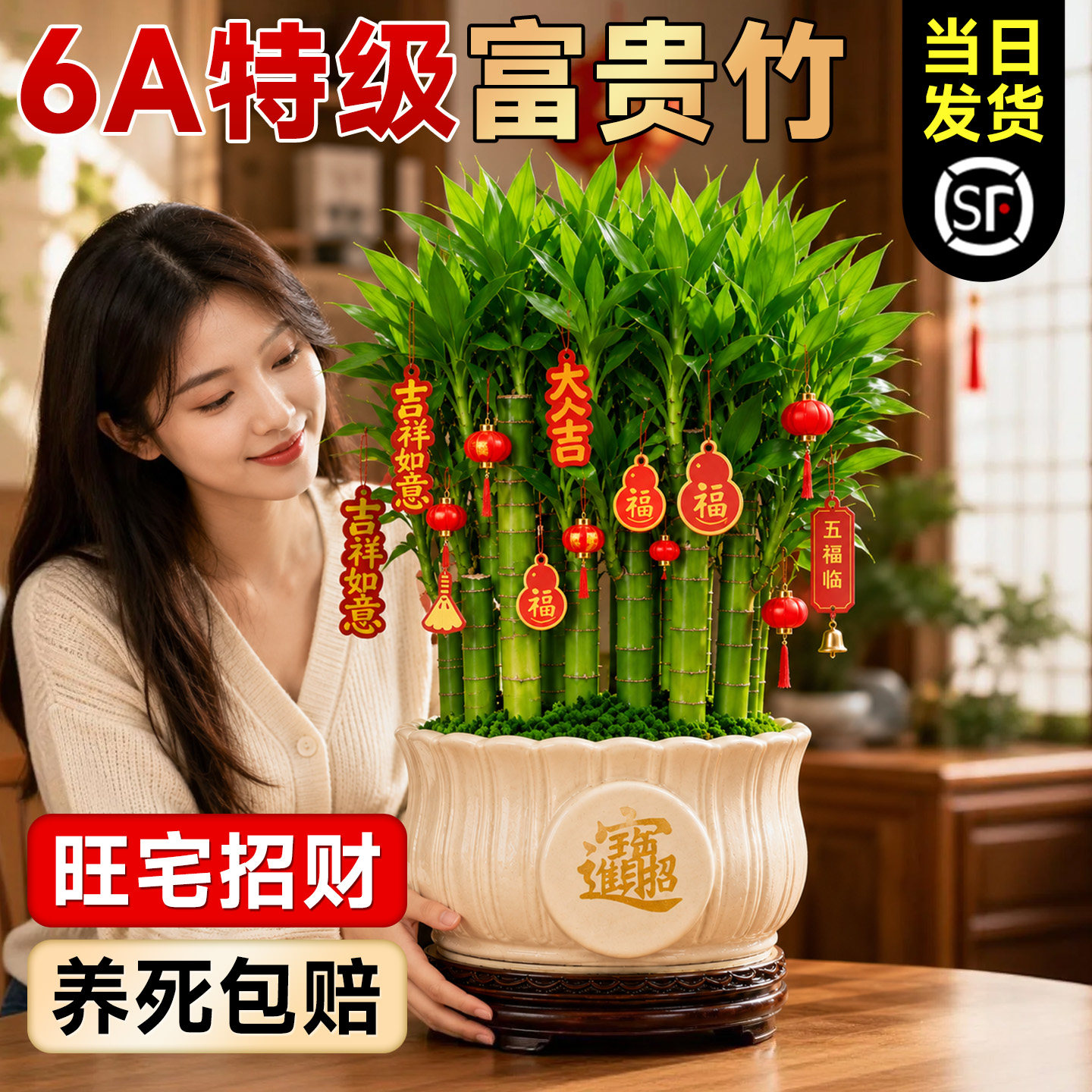 6A特级富贵竹节节高升不活包补图片