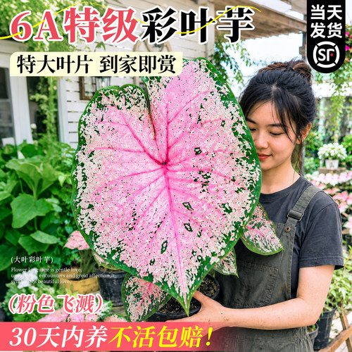 彩叶芋盆栽室内植物网红绿植白色恋人芋类植物花卉粉色阳台好养活