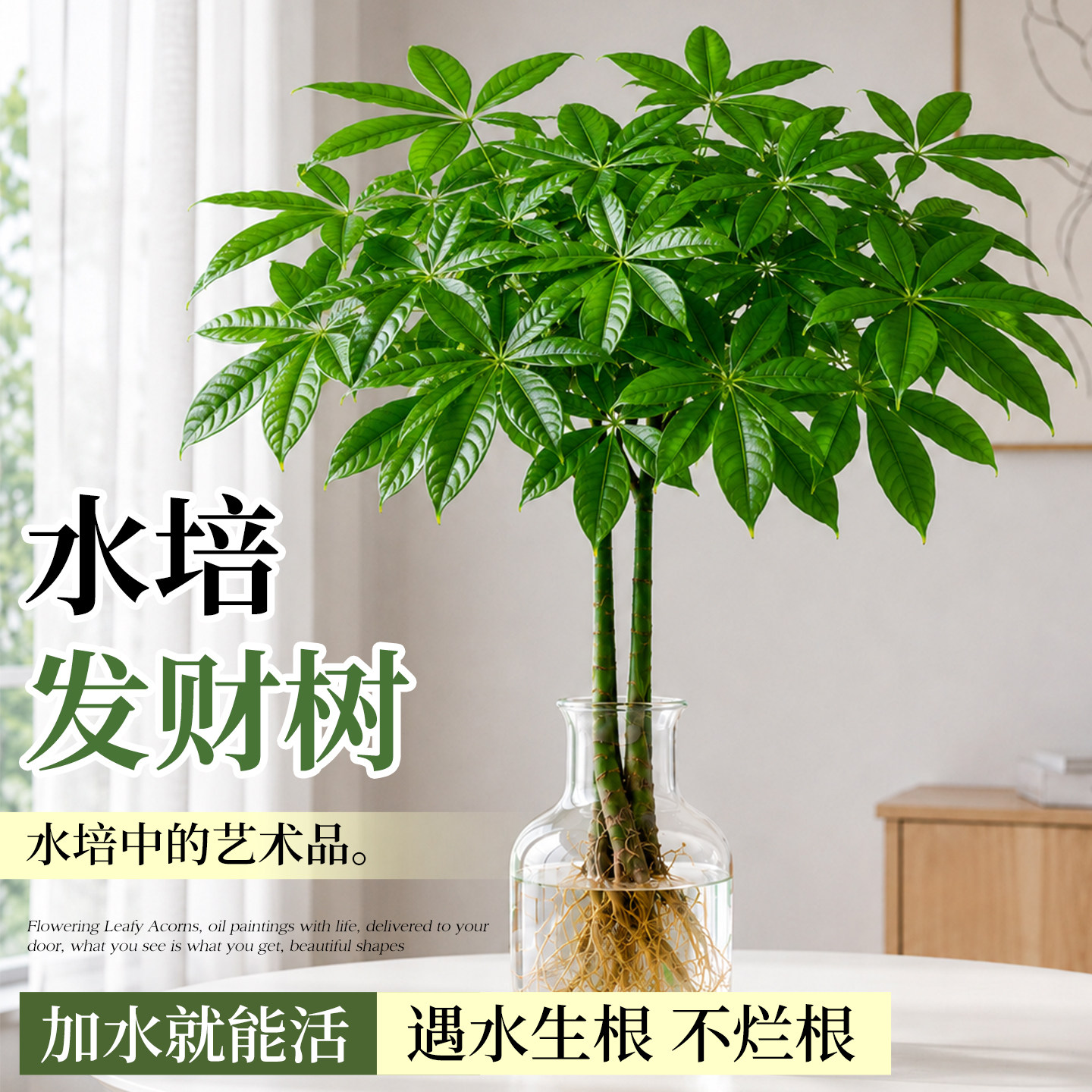 发财树水培植物室内好养盆栽桌面绿植客厅办公室四季常青水养盆景