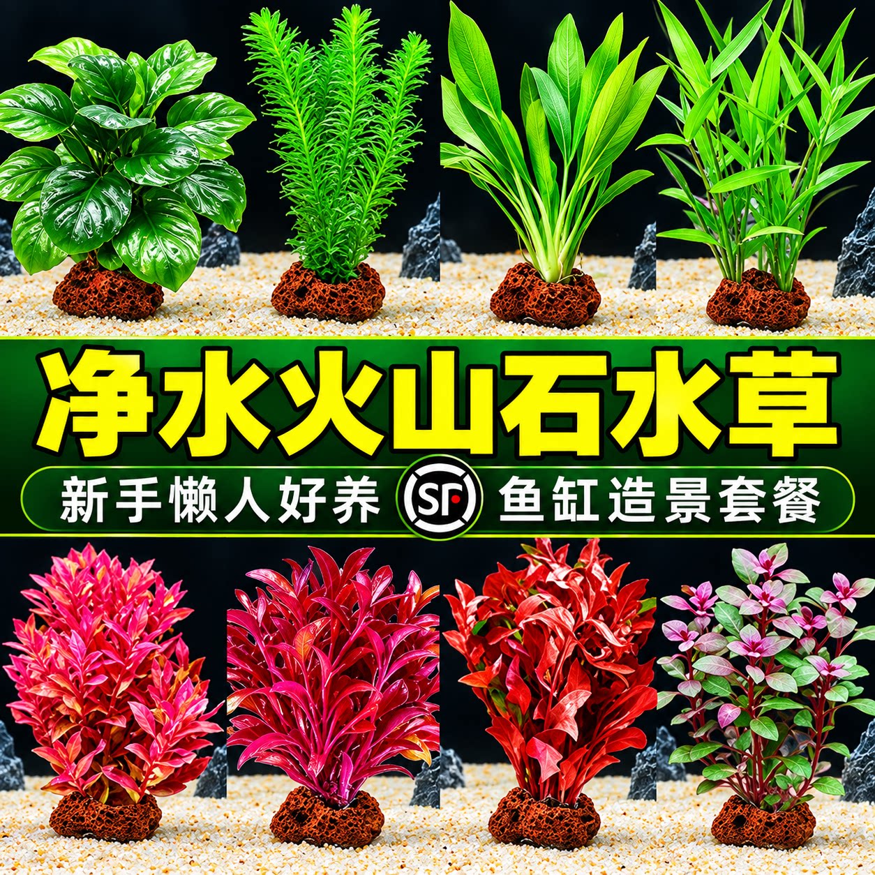 制氧水草鱼缸造景火山石定植水培植物专用阴性真水草种子新手沉底