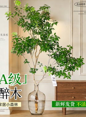 5A级马醉木日本进口不活包补