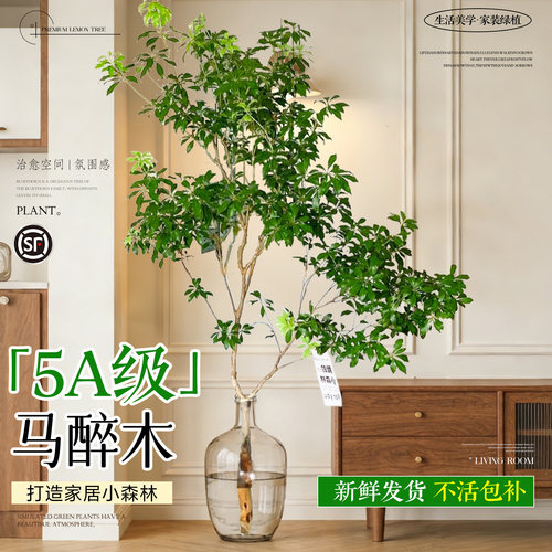 5A级马醉木日本进口不活包补
