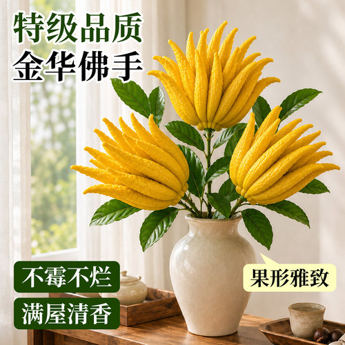 金华佛手柑鲜果现摘现发桌面摆件
