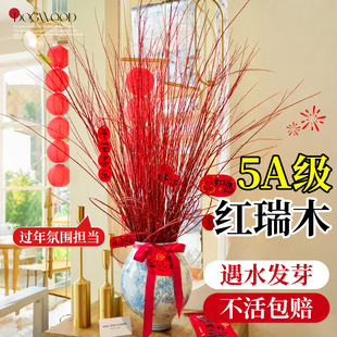 红瑞木鲜切枝条红柳水培花材室内办公室四季好养活年宵花卉绿植物