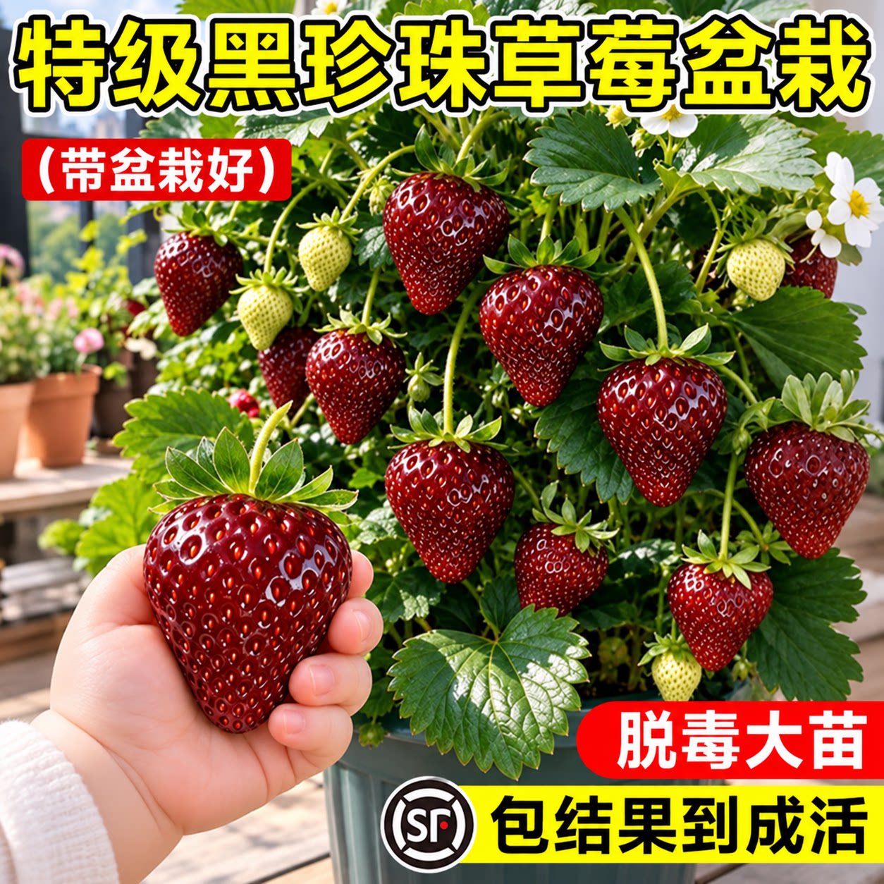 黑珍珠草莓苗秧穴盘苗优质高产种苗四季结果玄玉盆栽特大奶油红颜