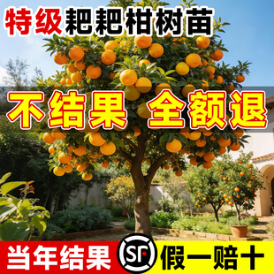 耙耙柑树苗正宗四川春见粑粑柑果树丑橘沃柑橘子树果苗南北方种植