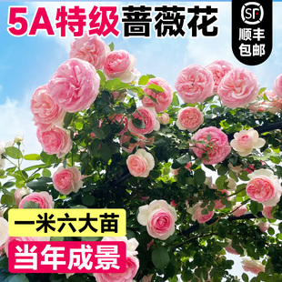 蔷薇花苗藤本月季花树大苗庭院爬藤植物阳台花卉爬墙玫瑰耐寒盆栽