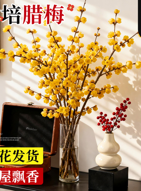 腊梅花鲜花纯水培植物室内好养梅花鲜切干枝插花花卉桌摆年宵鲜枝