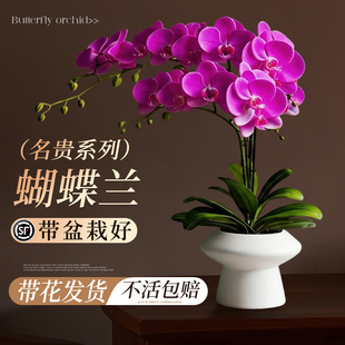 蝴蝶兰带花盆栽特大号年宵花卉兰花带花苞花剑室内绿植物四季好养