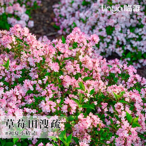 草莓田溲疏鲜花大苗耐寒耐热四季