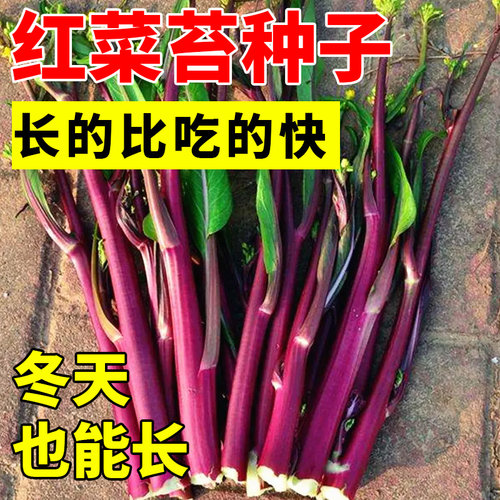 红菜苔绿菜心长的比吃的还快