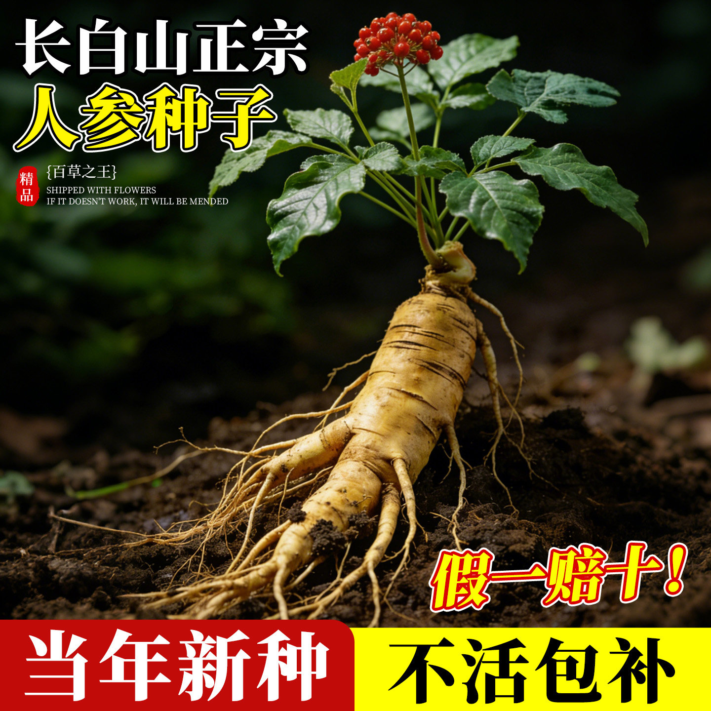 人参种子长白山正宗野山参种子中草药材四季好养易活阳台庭院盆栽