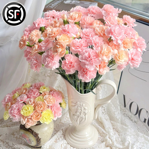 【现摘现发】康乃馨鲜花云南直发