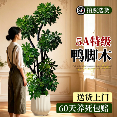5A特级造型鸭脚木氛围感绿植