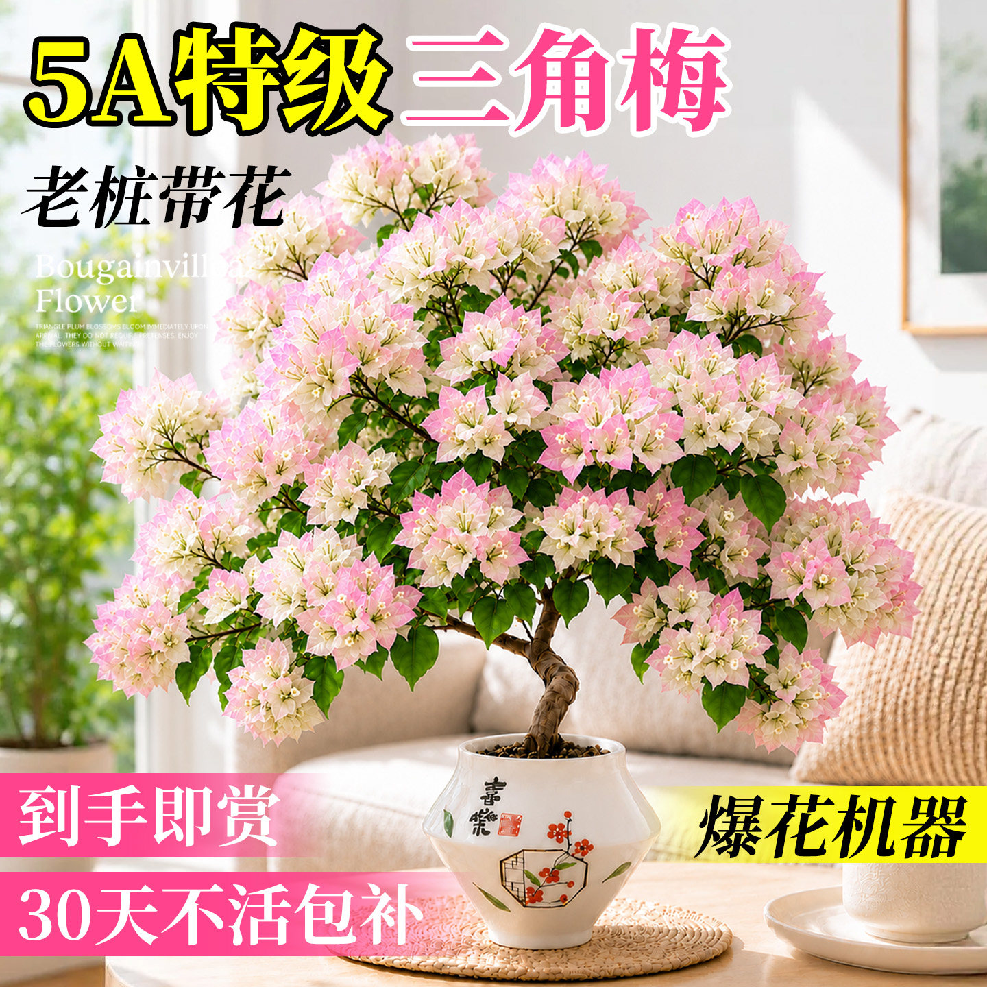 重瓣三角梅四季开花盆栽带花老桩室内阳台高端原生树苗花卉绿植物