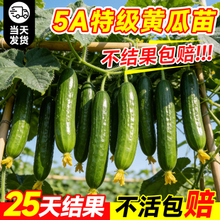 水果黄瓜秧苗嫁接四季种子玉女黄瓜苗带土蔬菜苗阳台室内盆栽旱瓜