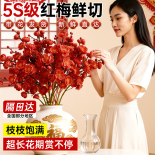 红梅干枝水培鲜枝真花室内花卉梅花鲜花绿植物家用插花桃花鲜切花