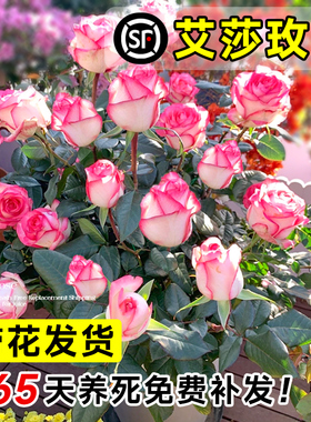 艾莎月季花苗玫瑰花灌木大花盆栽室内四季开多头爱莎特大花苗浓香