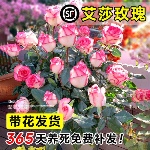 艾莎月季花苗玫瑰花卉包活至开花