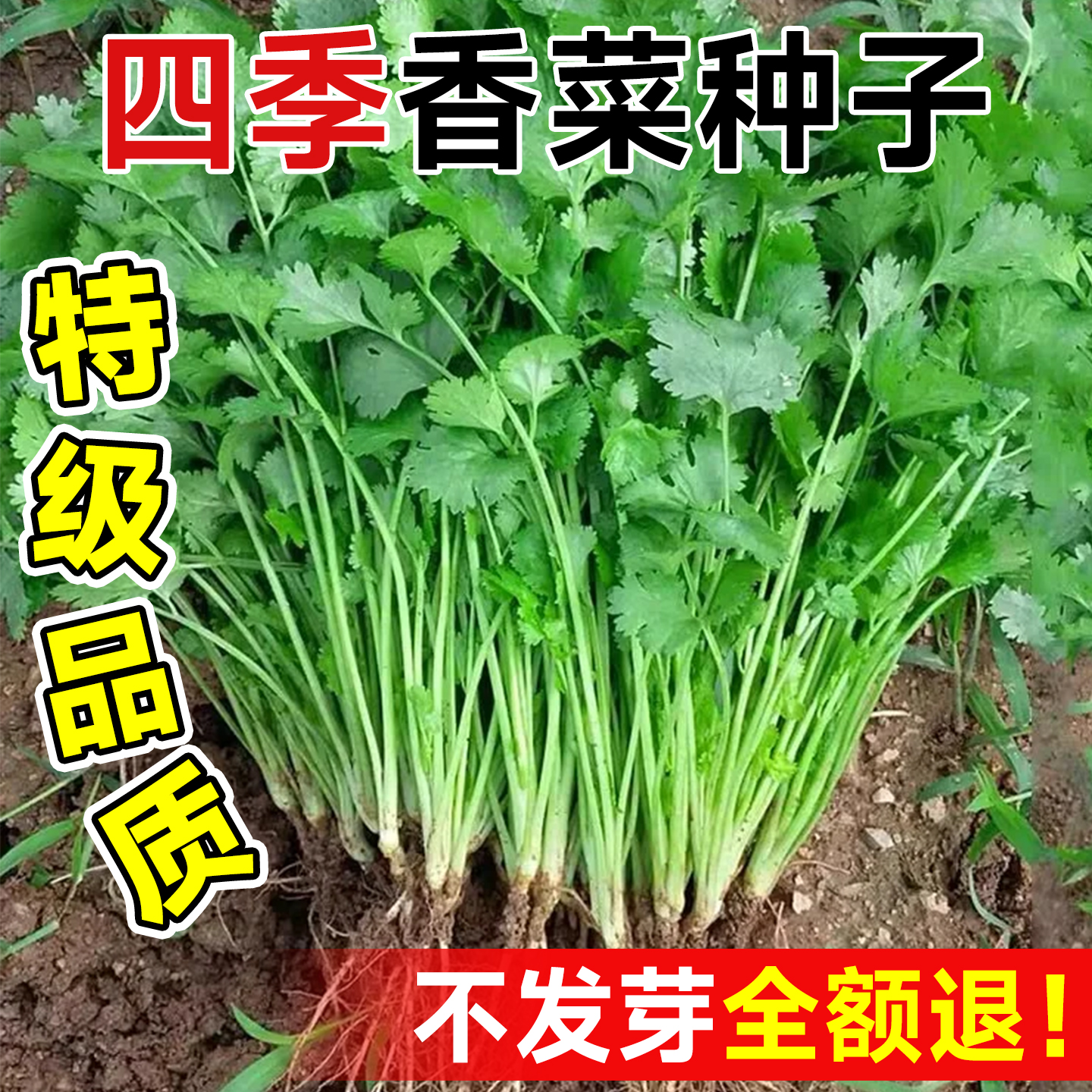 四季香菜种子大小叶老品种种籽耐热耐寒芫荽蔬菜种孑阳台盆栽大全