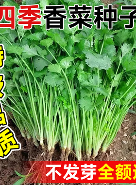 四季香菜种子大小叶老品种种籽耐热耐寒芫荽蔬菜种孑阳台盆栽大全