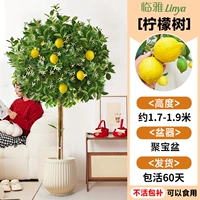 [Не дефолиирующий и неживой] Лимонное дерево около 1,7-1,9 метра + рог изобилия [много ветвей и много результатов] бесплатный шелк кокосовой пальмы + лоток + удобрение