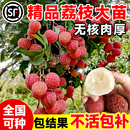 无核荔枝树苖大无籽荔枝树桂味嫁接水果树苗当年结南北方果树果苗