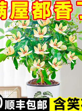 含笑花盆栽树苗室内好养活带花苞花卉庭院浓香型紫色植物四季开花