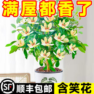 含笑花盆栽树苗室内好养活带花苞花卉庭院浓香型紫色植物四季开花