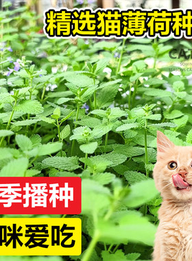 猫薄荷种子四季可播种猫咪爱吃
