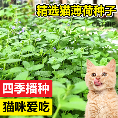 猫薄荷种子四季可播种猫咪爱吃