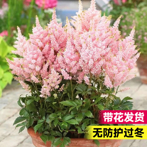 落新妇花苗盆栽带花发货