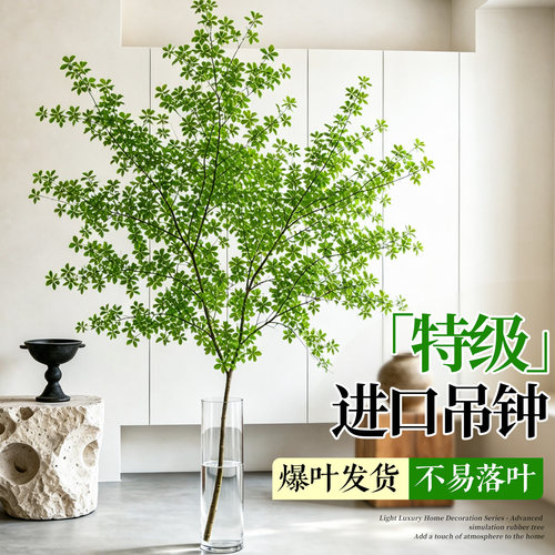 日本进口吊钟水培植物室内好养活