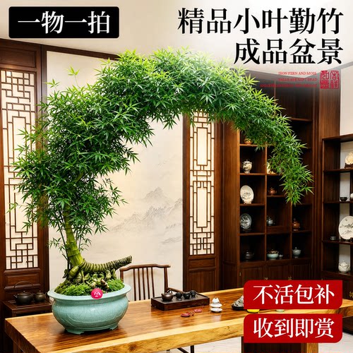 【A+带根老桩】小叶簕竹收到即赏